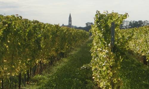 Marcia dei Tre Campanili, San Pier d'Isonzo - vineyards and campanile (Copyright © 2013 Hendrik Böttger / Run International EU)