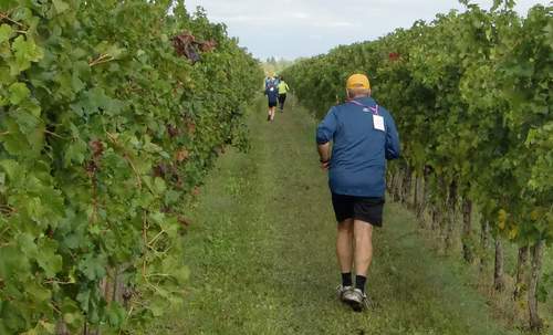 Marcia dei Tre Campanili - Runners in the vineyards near San Pier d'Isonzo (Copyright © 2015 Hendrik Böttger / runinternational.eu)