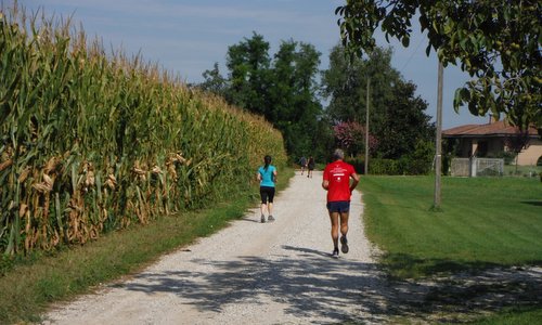 Marcia Blave di Mortean - runners pass a maize field near Mortegliano, Friuli, Italy (Copyright © 2017 Hendrik Böttger / runinternational.eu)