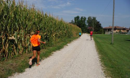 Marcia ‘Blave di Mortean’ - runners in the maize fields near Mortegliano, Friuli, Italy (Copyright © 2016 Hendrik Böttger / runinternational.eu)