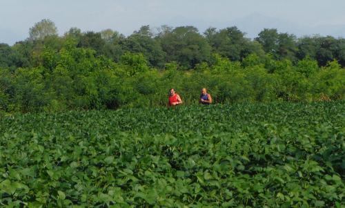 Marcia ‘Blave di Mortean’ - Runners in the countryside near Mortegliano, Friuli, Italy (Copyright © 2016 Hendrik Böttger / runinternational.eu)