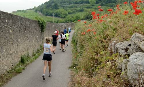 Straverona 2013 -  half marathon through vineyards near Verona (Copyright © 2013 Hendrik Böttger / runinternational.eu)