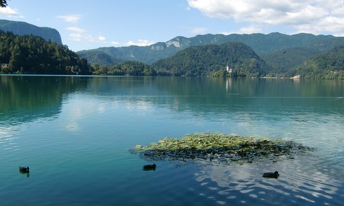 Ducks on Lake Bled in Slovenia (Photo: Copyright © 2017 Hendrik Böttger / runinternational.eu)