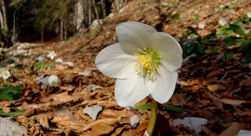 Hellebores or 'Christmas roses' in the woods in Slovenia in March (Copyright © 2010 Hendrik Böttger / runinternational.eu)