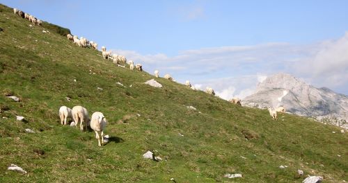 Sheep on the slopes of Grintovec (Copyright © 2010 runinternational.eu)