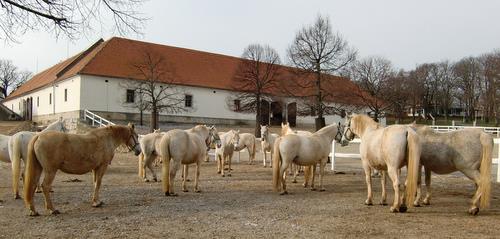 Lipizzaner horses in Lipica (Copyright © 2011 Hendrik Böttger / runinternational.eu)