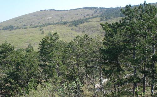 The Gradiški gorski tek takes runners up the wooded slopes of the Nanos karst plateau (Photo: Copyright © 2018 Hendrik Böttger / runinternational.eu)